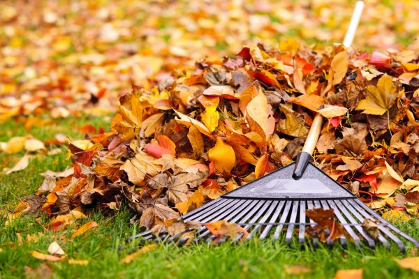 Cost of Leaves Removal in Indianapolis