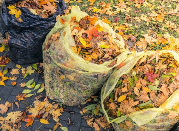 Cost of Yard Cleanup Service in Indianapolis
