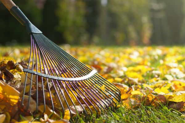 Cost of Leaf Raking Service in Indianapolis