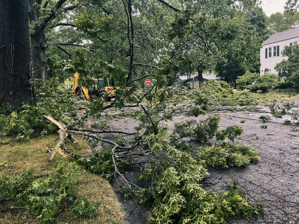 Cost of Tree Branch Disposal in Indianapolis