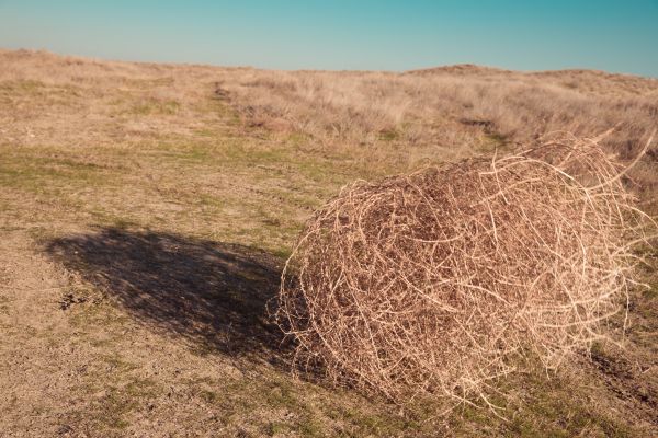 Cost of Tumbleweed Removal in Indianapolis