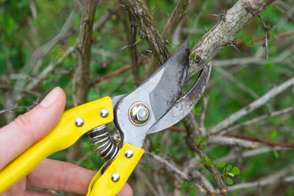 Cost of Limbs Removal in Indianapolis