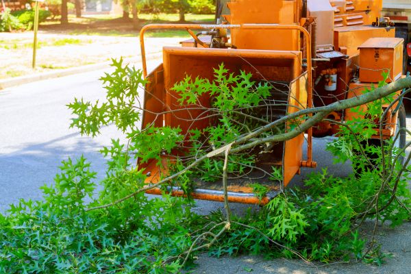 Cost of Tree Branches Removal in Indianapolis