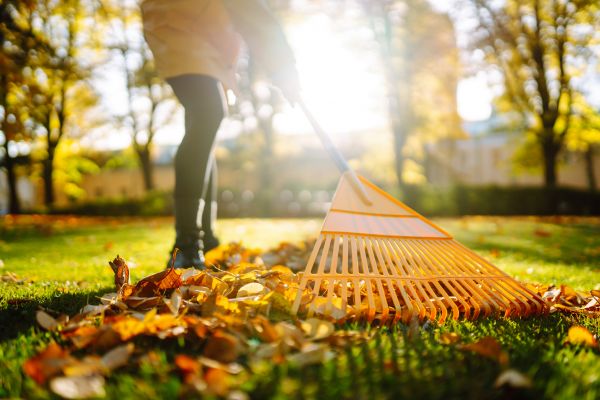 Cost of Leaves Raking in Indianapolis