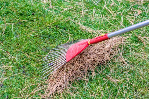 Cost of Yard Raking in Indianapolis