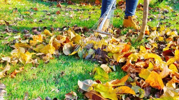 Cost of Lawn Cleanup Service in Indianapolis